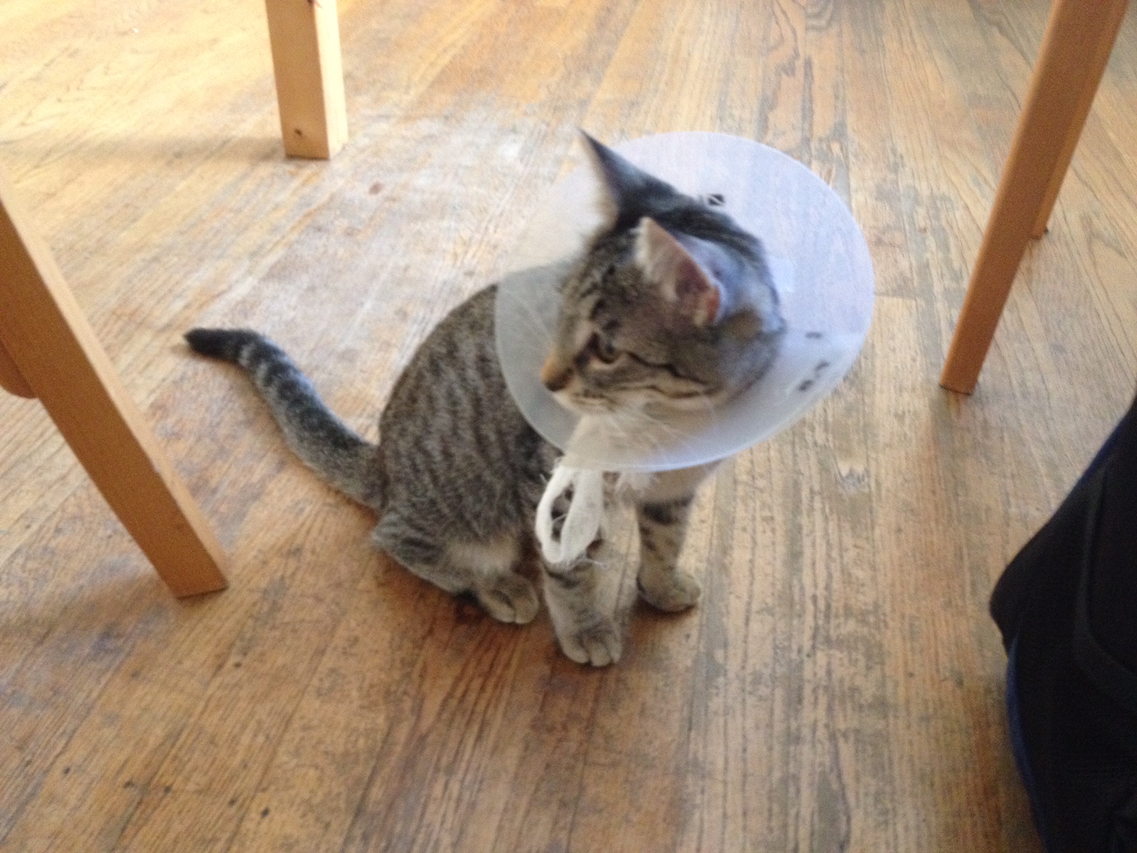 kitten cone after spay
